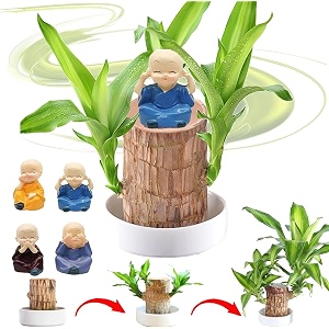 garden art imported lucky bamboo live plant  good luck plant  indoor feng shui plant for home decor brazilian wood with budha
