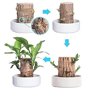 garden art lucky bamboo live plant  good luck plant  indoor feng shui plant for home decor brazilian wood bamboo