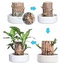 Garden Art Lucky Bamboo Live Plant | Good Luck Plant | Indoor Feng Shui Plant For Home Decor (Brazilian Wood Bamboo)