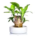 Garden Art Lucky Bamboo Live Plant | Good Luck Plant | Indoor Feng Shui Plant For Home Decor (Brazilian Lucky Bamboo With Tray)