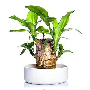 garden artpack of 1 brazilian lucky bamboo live plant  good luck plant  lucky brazil wood plant  healthy indoor feng shui plant for home decor brazilian lucky bamboo