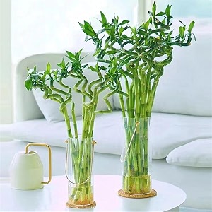 garden art spiral bamboo sticks 50cm nos of 4  live dancing sticks  lucky bamboo  dracaena sanderiana