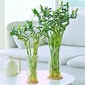 Garden Art Spiral Bamboo Sticks 50cm Nos of 3 | Live Dancing Sticks | Lucky Bamboo | Dracaena Sanderiana