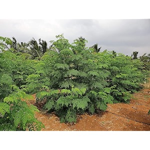 garden craft moringa oleifera seeds 1000seeds