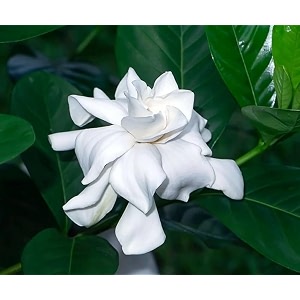 Gardenia Gandharaj Live Plant with Pot