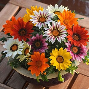 gazania flower seeds combo pack of 50 seeds by zabbus