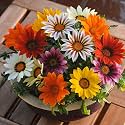 Gazania Flower Seeds Combo Pack of 50 Seeds By Zabbus