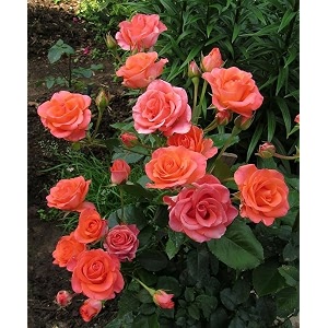 garden imported creeper rose flower seeds for gardening  pack of 50 to 60 seeds orange