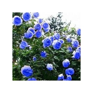 garden imported creeper rose flower seeds for gardening  pack of 50 to 60 seeds light blue