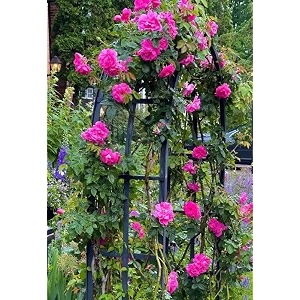 garden imported creeper rose flower seeds for gardening  pack of 50 to 60 seeds dark magenta