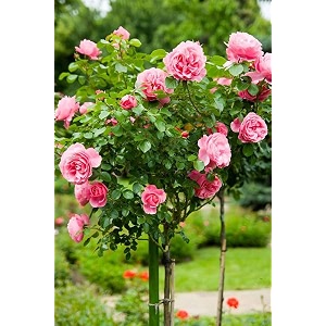 garden imported creeper rose flower seeds for gardening  pack of 50 to 60 seeds soft pink