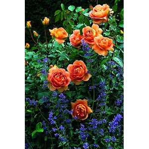 garden imported creeper rose flower seeds for gardening  pack of 50 to 60 seeds dark orange