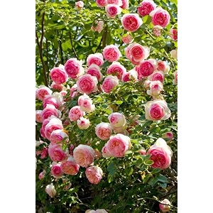 garden imported creeper rose flower seeds for gardening  pack of 50 to 60 seeds cream amp pink
