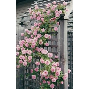 garden imported creeper rose flower seeds for gardening  pack of 50 to 60 seeds baby pink