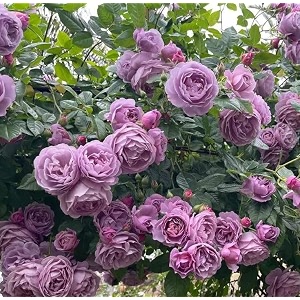 garden imported creeper rose flower seeds for gardening  pack of 50 to 60 seeds voilet