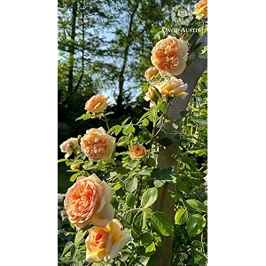 garden imported creeper rose flower seeds for gardening  pack of 50 to 60 seeds light orange