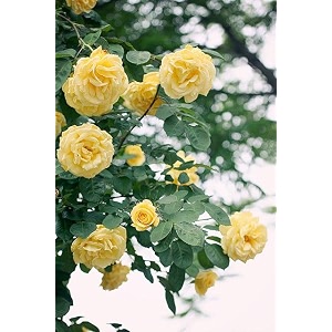 garden imported creeper rose flower seeds for gardening  pack of 50 to 60 seeds light yellow