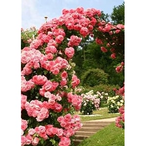 garden imported creeper rose flower seeds for gardening  pack of 50 to 60 seeds light red