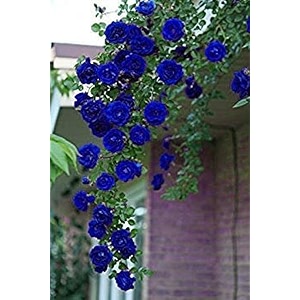 garden imported creeper rose flower seeds for gardening  pack of 50 to 60 seeds dark blue