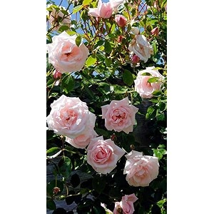 garden imported creeper rose flower seeds for gardening  pack of 50 to 60 seeds light peach