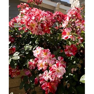 garden imported creeper rose flower seeds for gardening  pack of 50 to 60 seeds red amp white