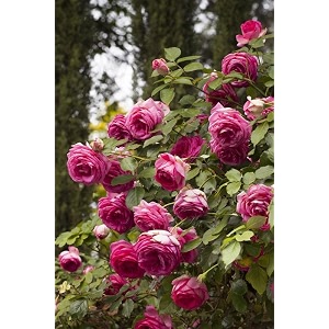 garden imported creeper rose flower seeds for gardening  pack of 50 to 60 seeds pink