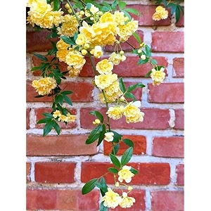 garden imported creeper rose flower seeds for gardening  pack of 50 to 60 seeds yellow