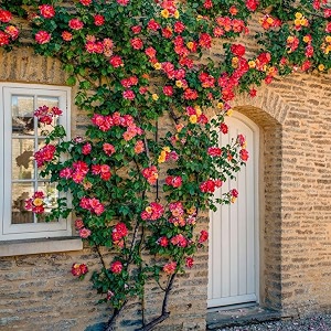 garden imported creeper rose flower seeds for gardening  pack of 50 to 60 seeds orange amp red