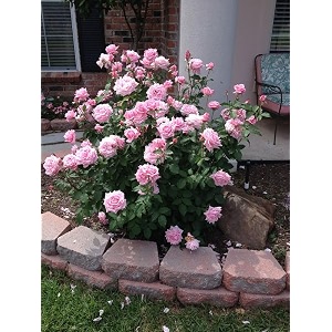 garden imported creeper rose flower seeds for gardening  pack of 50 to 60 seeds light pink