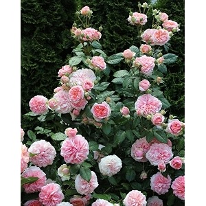 garden imported creeper rose flower seeds for gardening  pack of 50 to 60 seeds peach