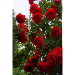 garden imported creeper rose flower seeds for gardening  pack of 50 to 60 seeds dark red
