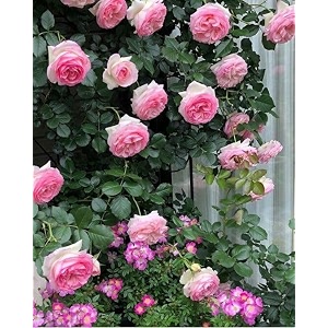 garden imported creeper rose flower seeds for gardening  pack of 50 to 60 seeds pink amp white