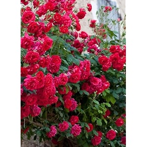 garden imported creeper rose flower seeds for gardening  pack of 50 to 60 seeds dark pink
