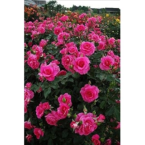 garden imported creeper rose flower seeds for gardening  pack of 50 to 60 seeds magenta