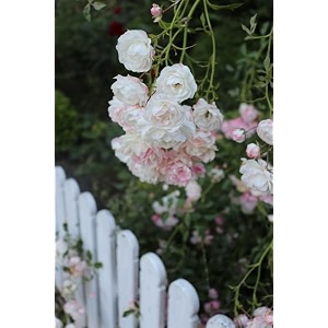 garden imported creeper rose flower seeds for gardening  pack of 50 to 60 seeds white