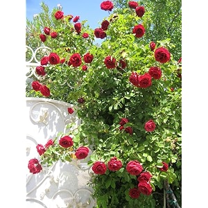 garden imported creeper rose flower seeds for gardening  pack of 50 to 60 seeds red