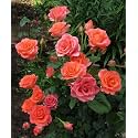 Garden® Imported Creeper Rose Flower Seeds For Gardening | Pack Of 50 to 60 Seeds (Orange)