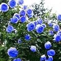 Garden® Imported Creeper Rose Flower Seeds For Gardening | Pack Of 50 to 60 Seeds (Light Blue)