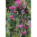 Garden® Imported Creeper Rose Flower Seeds For Gardening | Pack Of 50 to 60 Seeds (Dark Magenta)