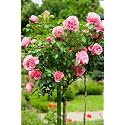 Garden® Imported Creeper Rose Flower Seeds For Gardening | Pack Of 50 to 60 Seeds (Soft Pink)