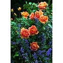 Garden® Imported Creeper Rose Flower Seeds For Gardening | Pack Of 50 to 60 Seeds (Dark Orange)