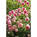 Garden® Imported Creeper Rose Flower Seeds For Gardening | Pack Of 50 to 60 Seeds (Cream &amp; Pink)