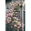 Garden® Imported Creeper Rose Flower Seeds For Gardening | Pack Of 50 to 60 Seeds (Baby Pink)