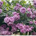 Garden® Imported Creeper Rose Flower Seeds For Gardening | Pack Of 50 to 60 Seeds (Voilet)