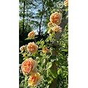 Garden® Imported Creeper Rose Flower Seeds For Gardening | Pack Of 50 to 60 Seeds (Light Orange)