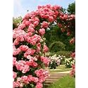 Garden® Imported Creeper Rose Flower Seeds For Gardening | Pack Of 50 to 60 Seeds (Light Red)