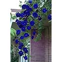 Garden® Imported Creeper Rose Flower Seeds For Gardening | Pack Of 50 to 60 Seeds (Dark Blue)