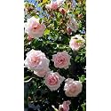 Garden® Imported Creeper Rose Flower Seeds For Gardening | Pack Of 50 to 60 Seeds (Light Peach)