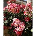 Garden® Imported Creeper Rose Flower Seeds For Gardening | Pack Of 50 to 60 Seeds (Red &amp; White)