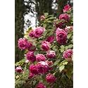 Garden® Imported Creeper Rose Flower Seeds For Gardening | Pack Of 50 to 60 Seeds (Pink)